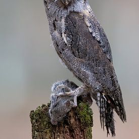 Scops owl with mouse by Teresa Bauer