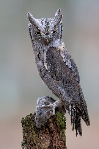 Scops owl with mouse