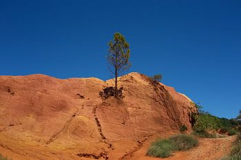 Einsamer junger Baum in buntem Colorado Provencal