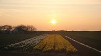 Texel Landschap 19