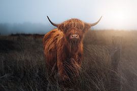 Scottish Highlander von Fabian Elsing