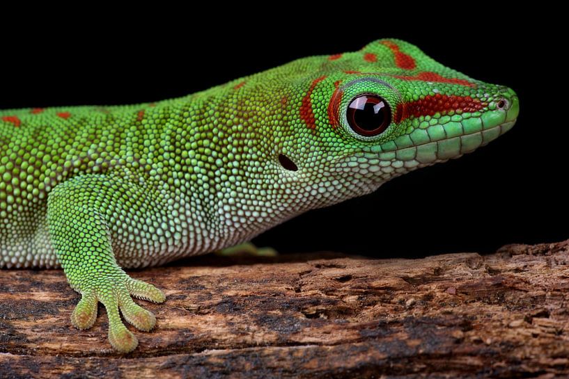 Madagascar Day Gecko (Phelsuma madagascariensis) by Ronald Pol