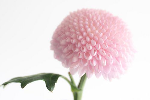Ball of chrysanthemum.
