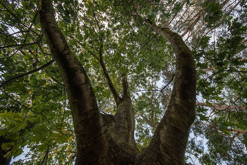 forests by Bart Liesenborgs