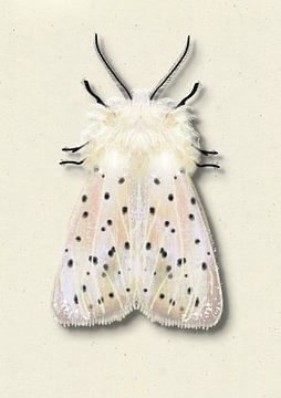 Witte mot met schaduw insecten illustratie van Angela Peters