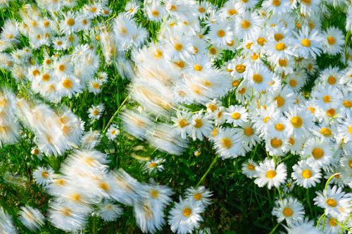 Marguerite commune Les fleurs se déplacent dans le vent sur Menno van der Haven