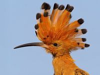 Hoopoe