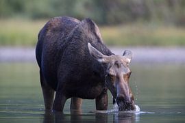 Elchkuh beim fressen von Wasserplanzen  im See  Glacier National Park in Montana, USA von Frank Fichtmüller