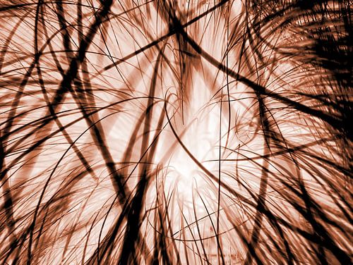 Verweven grassprieten in een ander licht - rood
