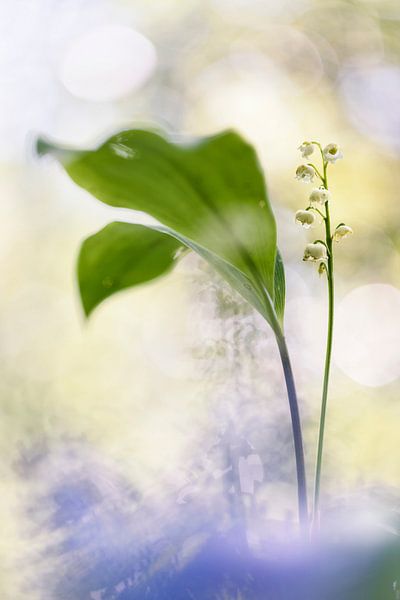 Lily of the valley against a background of orbs by Bob Daalder