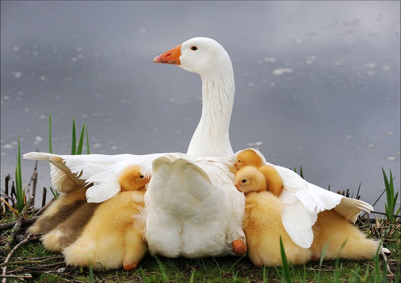 Mum's protection by Huib Limberg