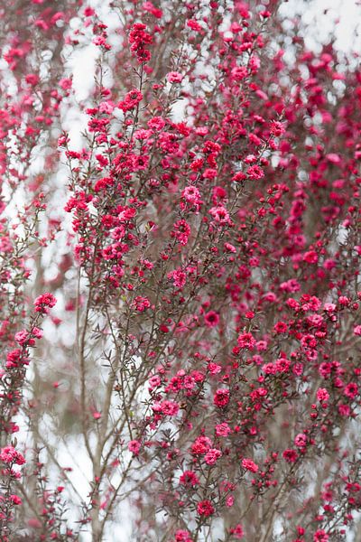 Rosa Blüte auf einer weißen Wand von Tot Kijk Fotografie: natuur aan de muur