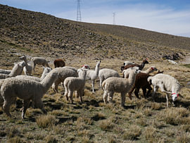 Vicuna'à 5 000 m d'altitude sur Anouk Verstappen