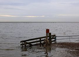 Bird nesting area at Schellinkhout by Yolande Mulder