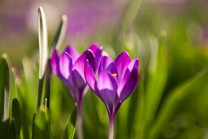 Crocus violets en fleur sur Evelien Oerlemans