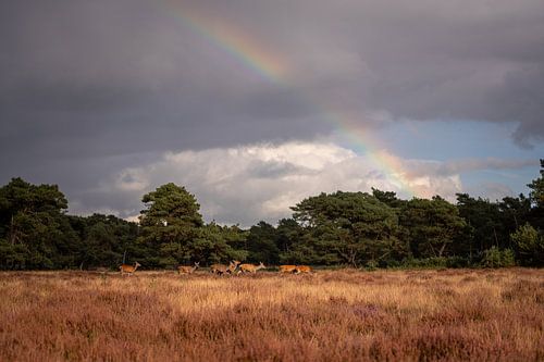 Cerf élaphe sous un arc-en-ciel sur Kayleigh Heppener
