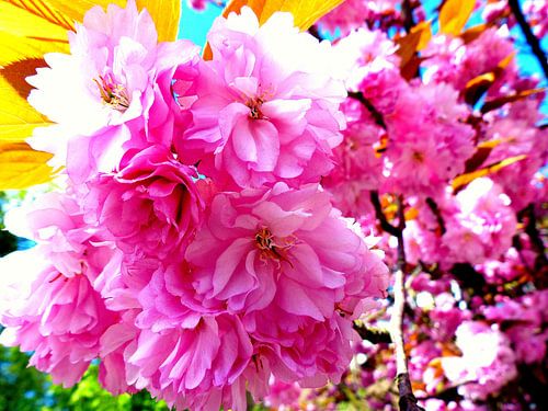 Bloesem in roze