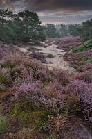 heide op de Veluwe