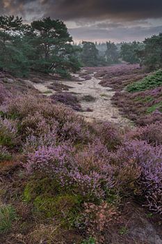 heide op de Veluwe