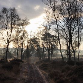 Nebliger Morgen von Anya Lobers