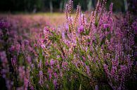 Heide in bloei van Dirk Smit thumbnail