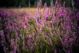 Blühendes Heidekraut von Dirk Smit