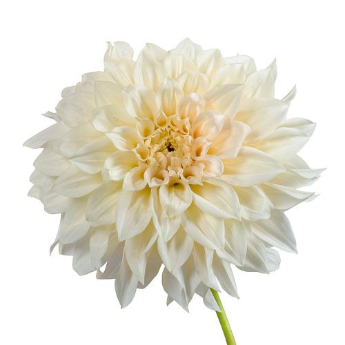 Dahlia bloesem op een witte achtergrond