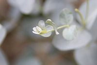 Eucaliptique