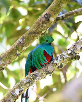 Quetzal (bunter Vogel aus Mittelamerika) von Rini Kools