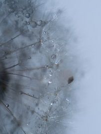 Dandelion Pearls by Gea Teigeler