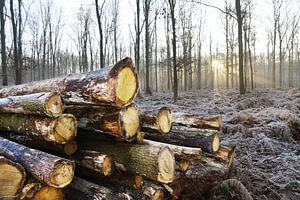 Winter in het bos van Egon Zitter