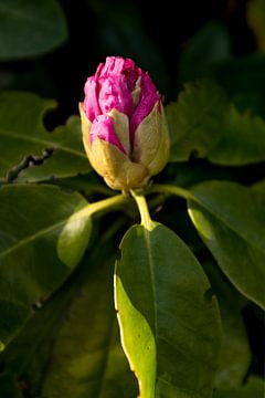 pink flower in the shade | fine art floral art by Karijn | Fine art Natuur en Reis Fotografie