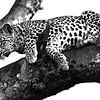 Leopard auf Baum schwarz weiss von Robert Styppa