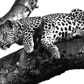 Leopard auf Baum schwarz weiss von Robert Styppa