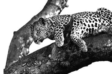 Leopard auf Baum schwarz weiss