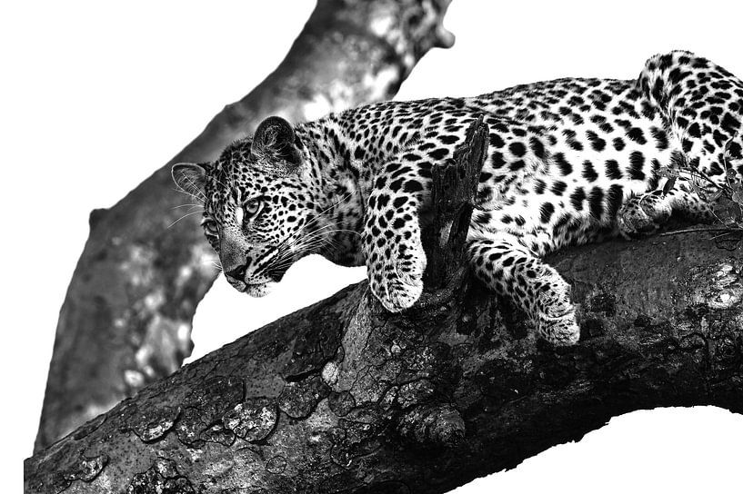 Léopard sur arbre noir blanc par Robert Styppa