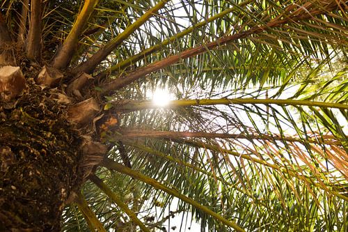 Palmboom en zon in Spanje