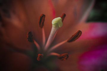 Fleur rose sur Brigitte Piqué