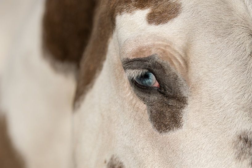 Fineart Paard van Romy Kerkman