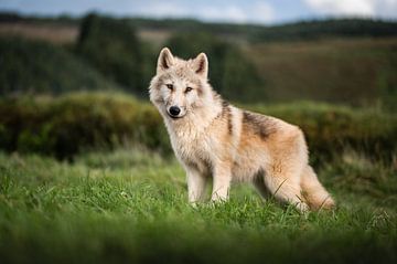 Chiot-loup sur Thymen van Schaik