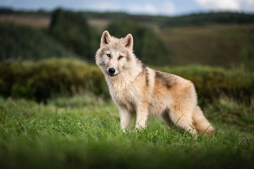 Chiot-loup par Thymen van Schaik