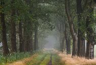 Bomenlaan in het bos met mist van Jan Roos thumbnail