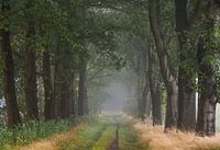 Avenue d'arbres dans la forêt avec du brouillard