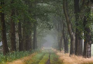 Avenue d'arbres dans la forêt avec du brouillard sur Jan Roos
