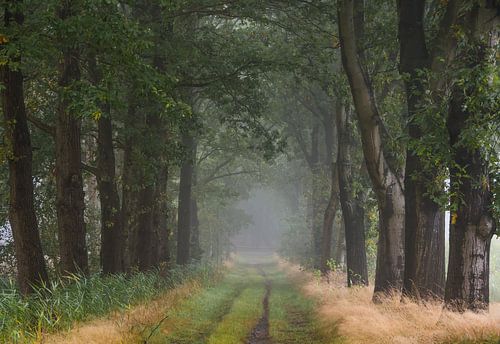 Allee von Bäumen im Wald mit Nebel