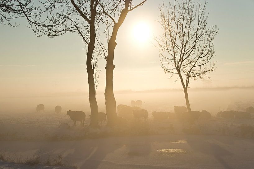 Schapen in de ochtendmist van Fotografia PB