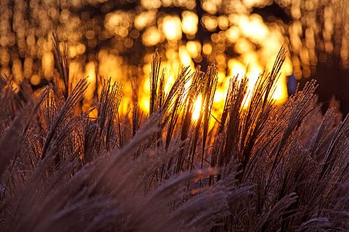 Winterse zonsopkomst in Nederland