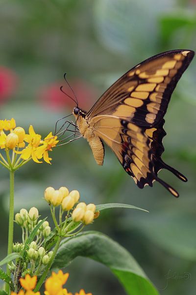 Papillon par Josmar Colmenares