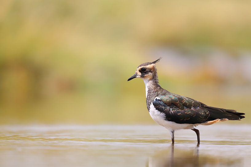 Kievit by Karin van Rooijen Fotografie