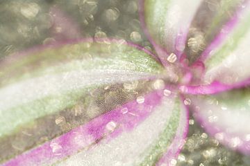 Glitzerndes gestreiftes Blatt in rosa und grüner Pastellfarbe von Lisette Rijkers